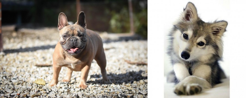 Miniature Siberian Husky vs French Bulldog - Breed Comparison