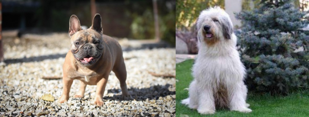 Mioritic Sheepdog vs French Bulldog - Breed Comparison