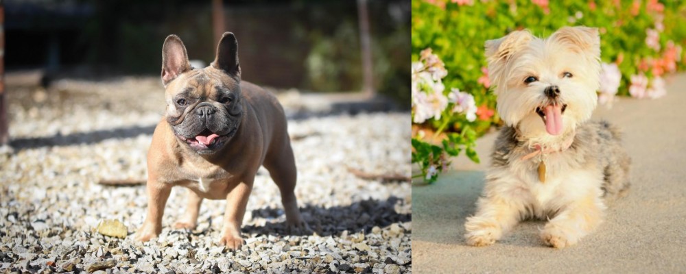 Morkie vs French Bulldog - Breed Comparison
