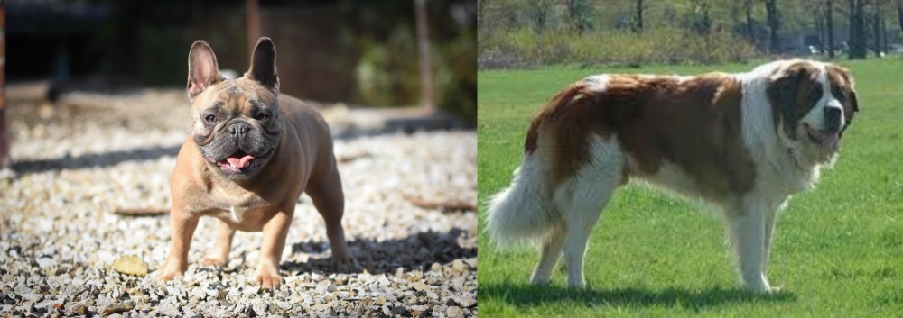 Moscow Watchdog vs French Bulldog - Breed Comparison
