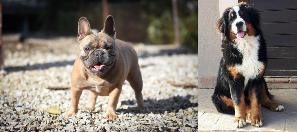 Mountain Burmese vs French Bulldog - Breed Comparison