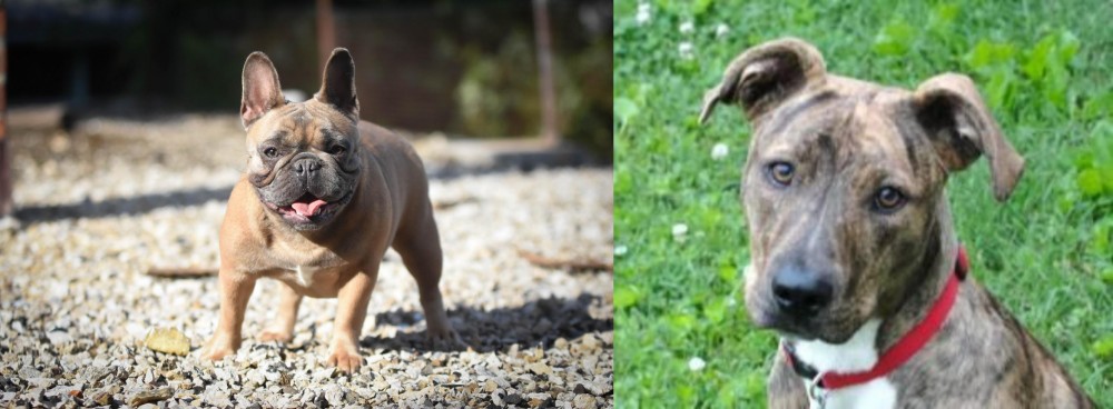 Mountain Cur vs French Bulldog - Breed Comparison