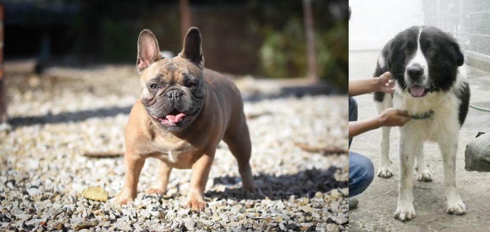 Mucuchies vs French Bulldog - Breed Comparison