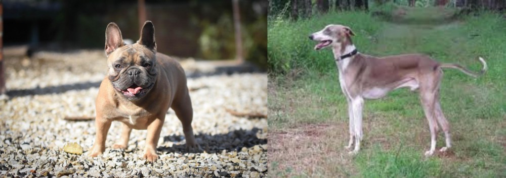 Mudhol Hound vs French Bulldog - Breed Comparison