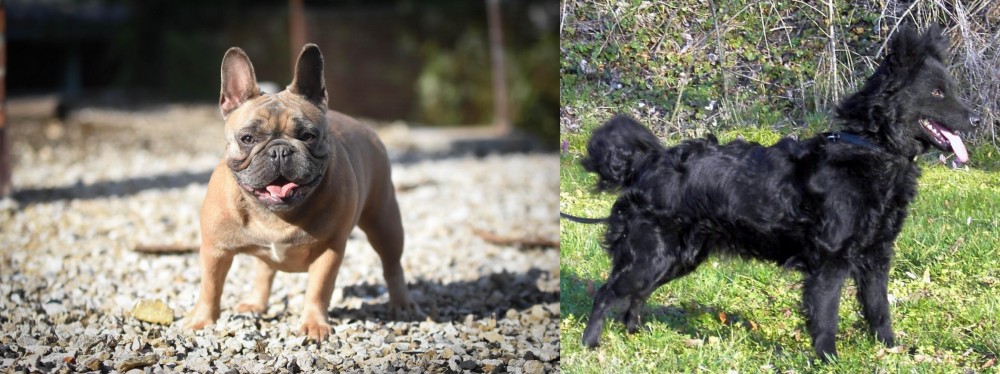 Mudi vs French Bulldog - Breed Comparison