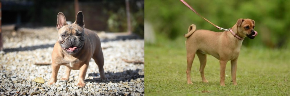 Muggin vs French Bulldog - Breed Comparison