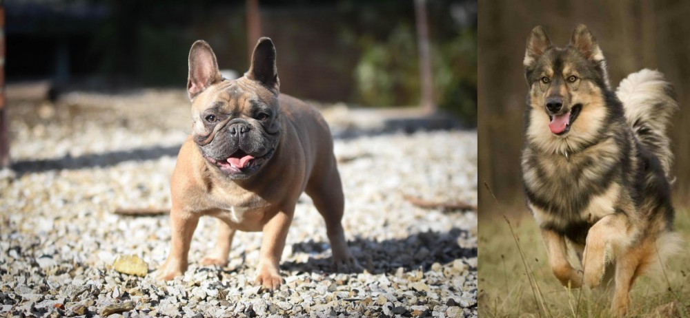 Native American Indian Dog vs French Bulldog - Breed Comparison