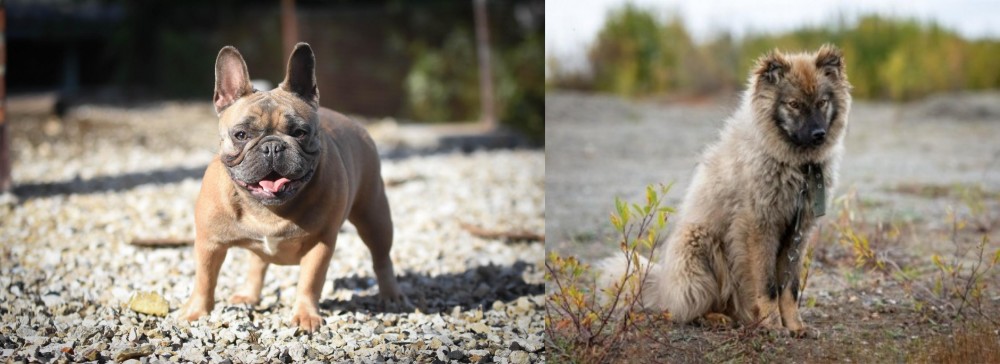 Nenets Herding Laika vs French Bulldog - Breed Comparison