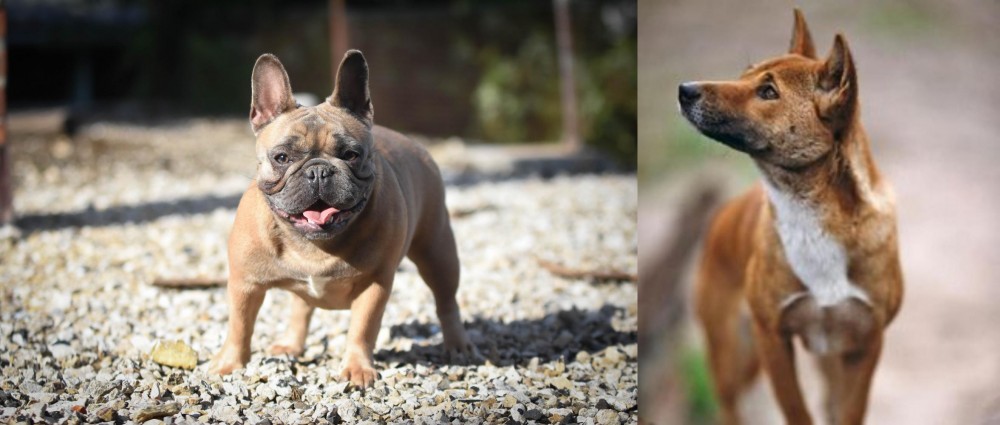 New Guinea Singing Dog vs French Bulldog - Breed Comparison