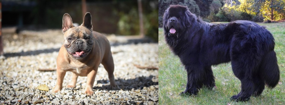 Newfoundland Dog vs French Bulldog - Breed Comparison