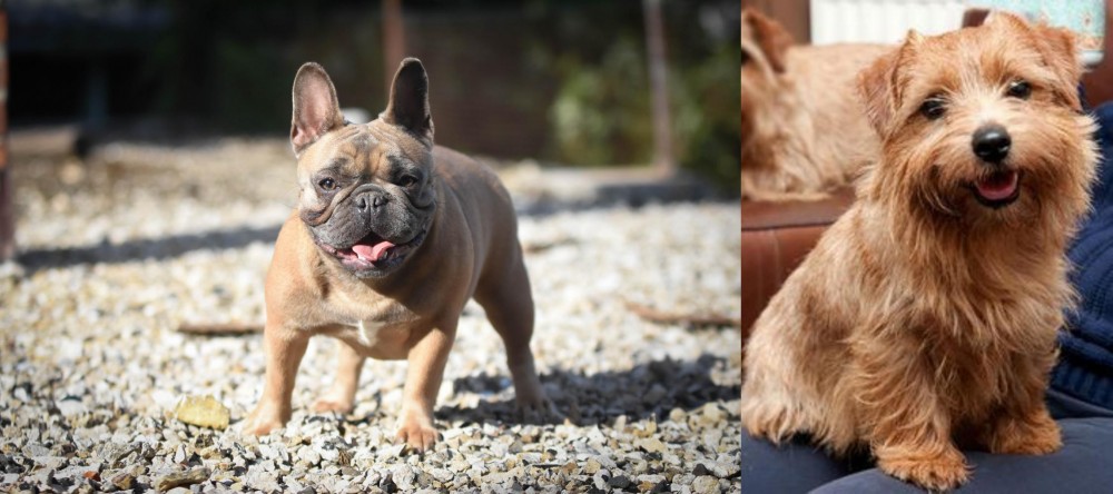 Norfolk Terrier vs French Bulldog - Breed Comparison