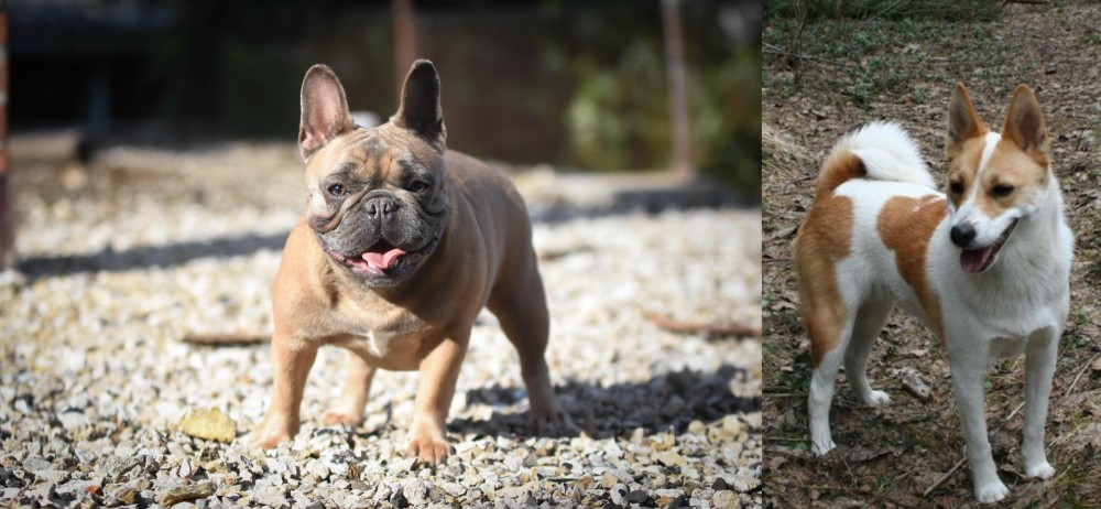 Norrbottenspets vs French Bulldog - Breed Comparison