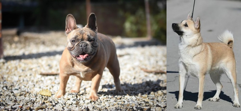 Norwegian Buhund vs French Bulldog - Breed Comparison