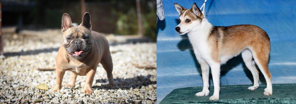Norwegian Lundehund vs French Bulldog - Breed Comparison