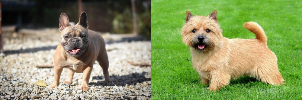 Norwich Terrier vs French Bulldog - Breed Comparison