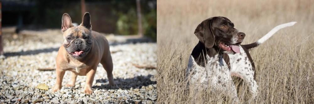 Old Danish Pointer vs French Bulldog - Breed Comparison