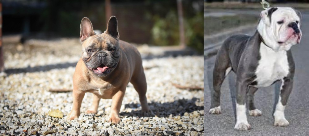 Old English Bulldog vs French Bulldog - Breed Comparison
