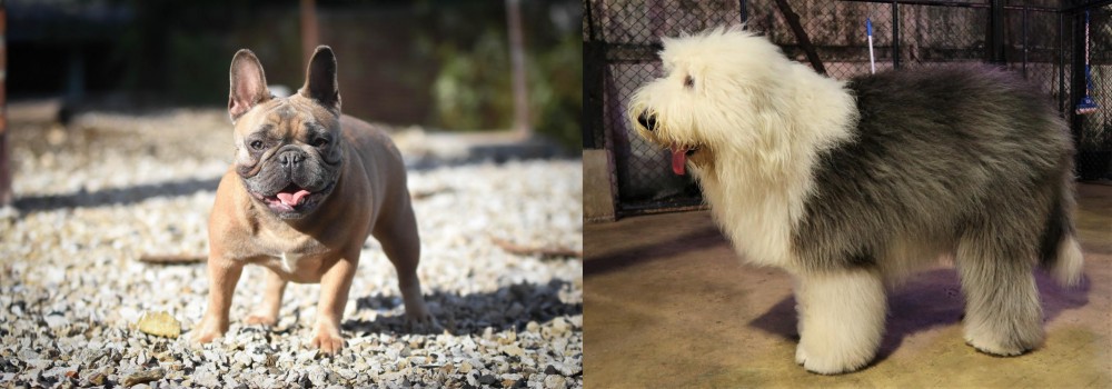 Old English Sheepdog vs French Bulldog - Breed Comparison