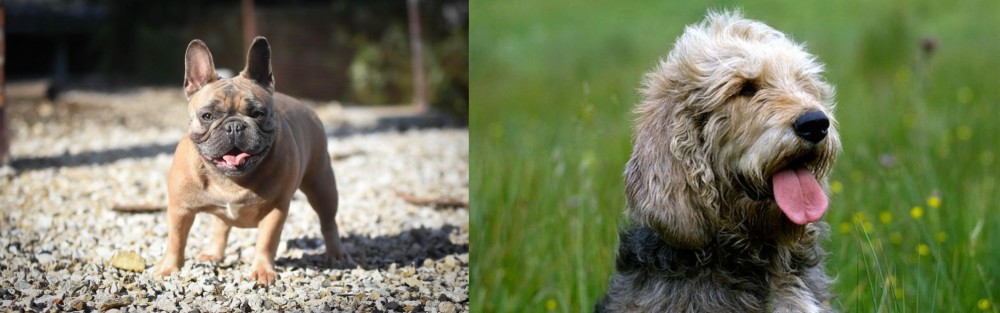 Otterhound vs French Bulldog - Breed Comparison