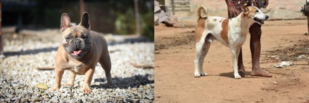 Pandikona vs French Bulldog - Breed Comparison