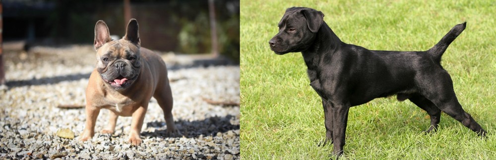 Patterdale Terrier vs French Bulldog - Breed Comparison