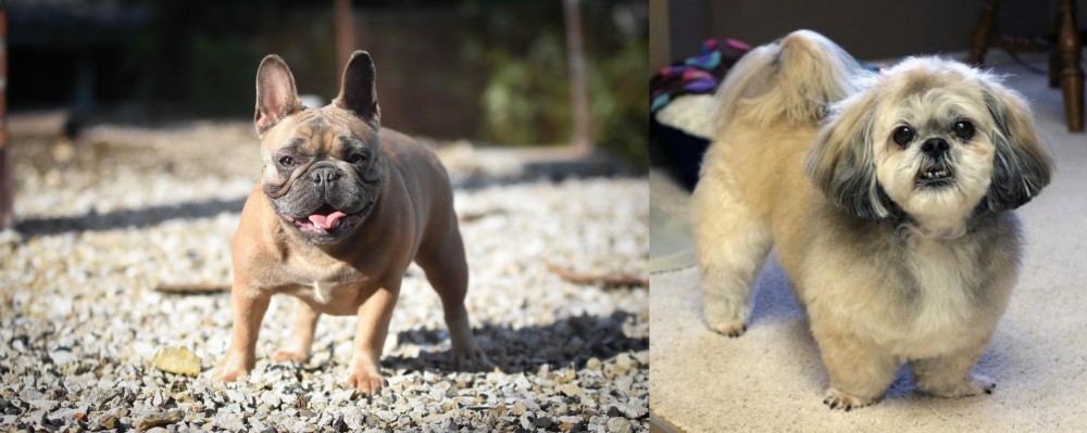 PekePoo vs French Bulldog - Breed Comparison