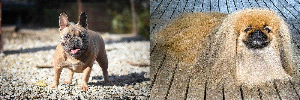 Pekingese vs French Bulldog - Breed Comparison
