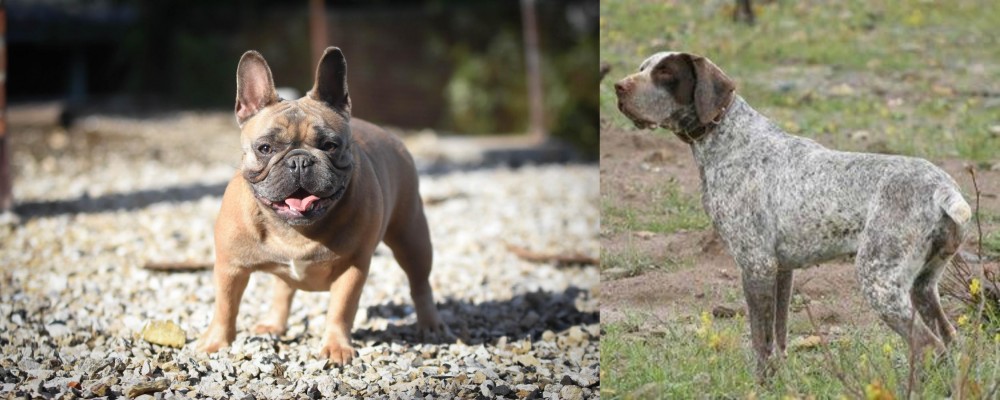 Perdiguero de Burgos vs French Bulldog - Breed Comparison