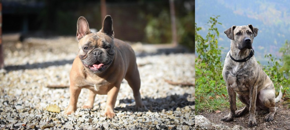 Perro Cimarron vs French Bulldog - Breed Comparison
