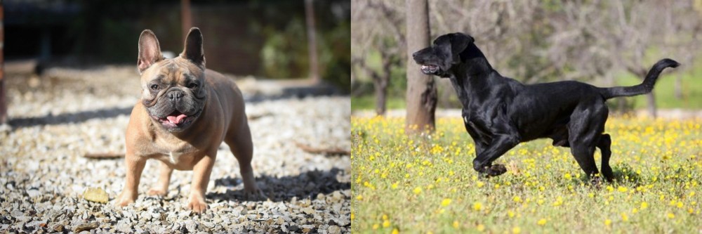 Perro de Pastor Mallorquin vs French Bulldog - Breed Comparison