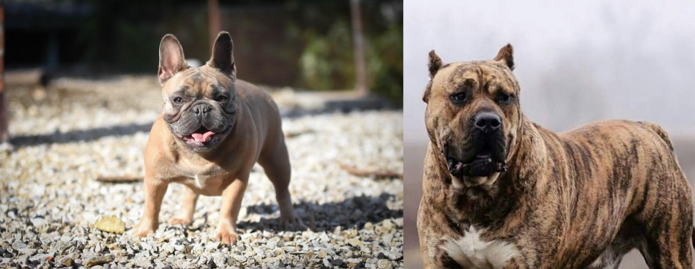Perro de Presa Canario vs French Bulldog - Breed Comparison