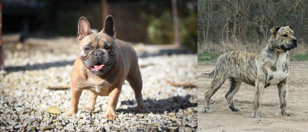 Perro de Presa Mallorquin vs French Bulldog - Breed Comparison
