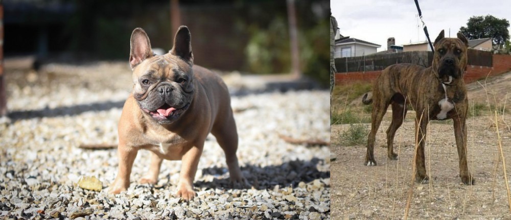 Perro de Toro vs French Bulldog - Breed Comparison