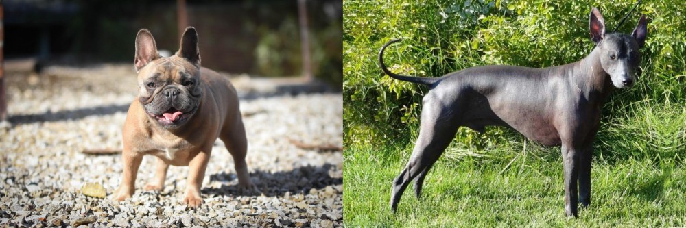 Peruvian Hairless vs French Bulldog - Breed Comparison