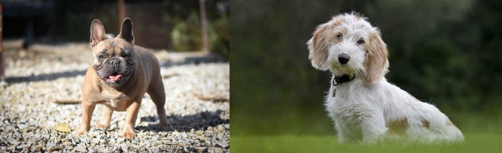 Petit Basset Griffon Vendeen vs French Bulldog - Breed Comparison