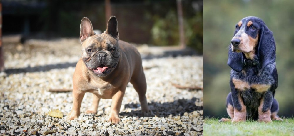 Petit Bleu de Gascogne vs French Bulldog - Breed Comparison