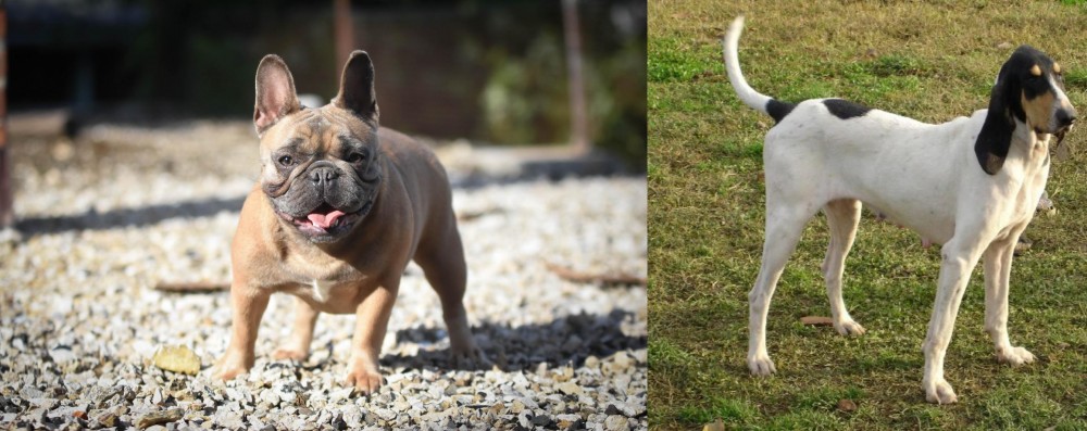 Petit Gascon Saintongeois vs French Bulldog - Breed Comparison