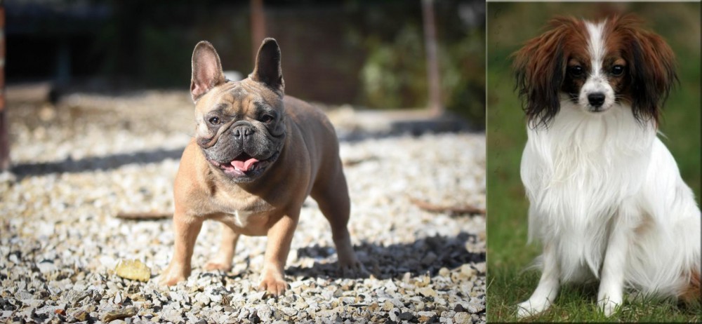 Phalene vs French Bulldog - Breed Comparison