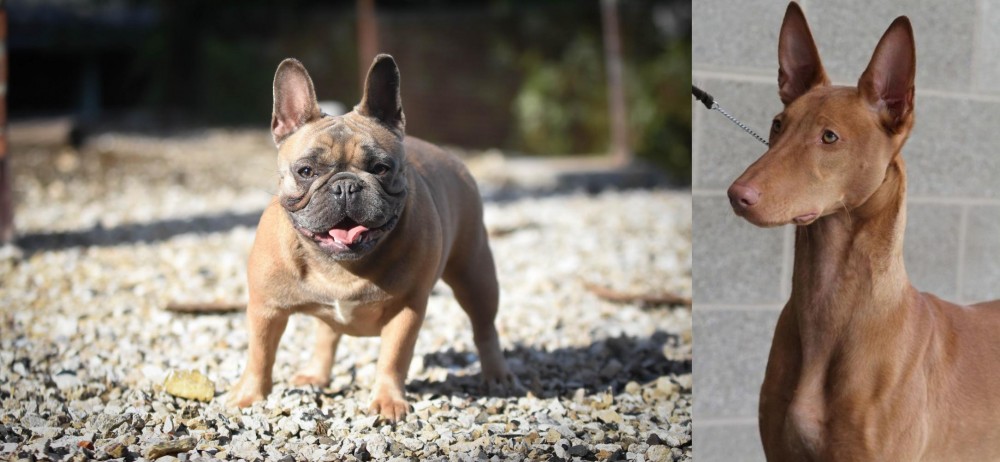 Pharaoh Hound vs French Bulldog - Breed Comparison