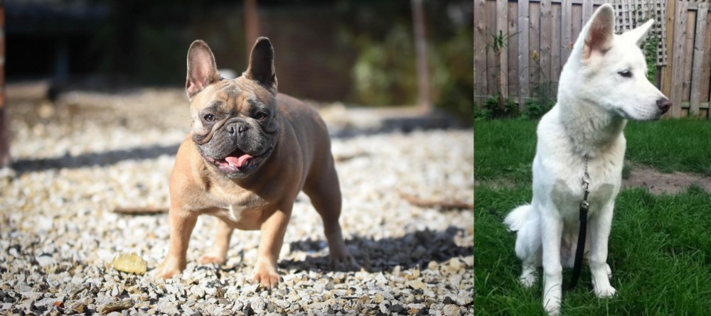 Phung San vs French Bulldog - Breed Comparison