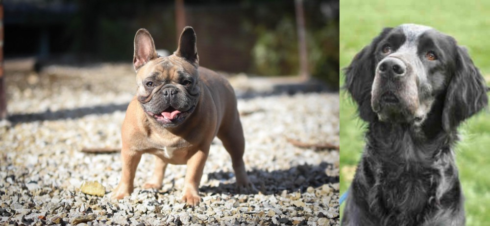 Picardy Spaniel vs French Bulldog - Breed Comparison