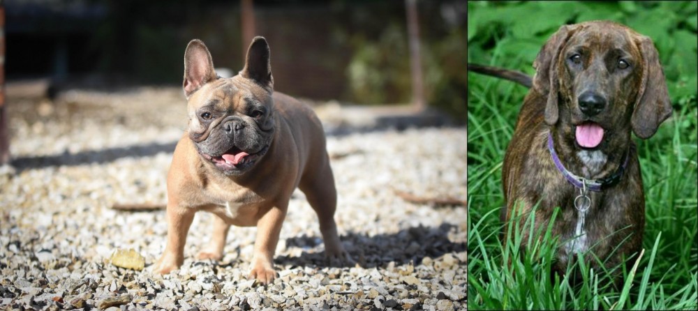 Plott Hound vs French Bulldog - Breed Comparison