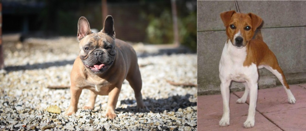 Plummer Terrier vs French Bulldog - Breed Comparison