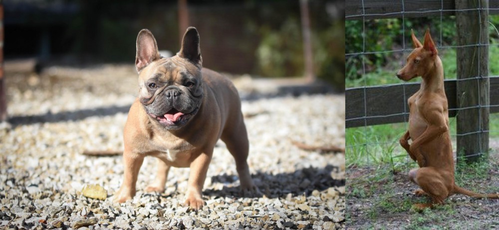 Podenco Andaluz vs French Bulldog - Breed Comparison