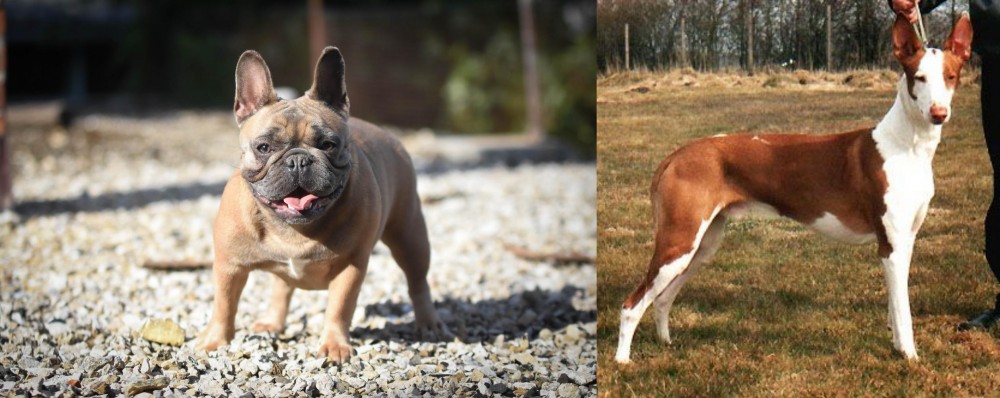 Podenco Canario vs French Bulldog - Breed Comparison