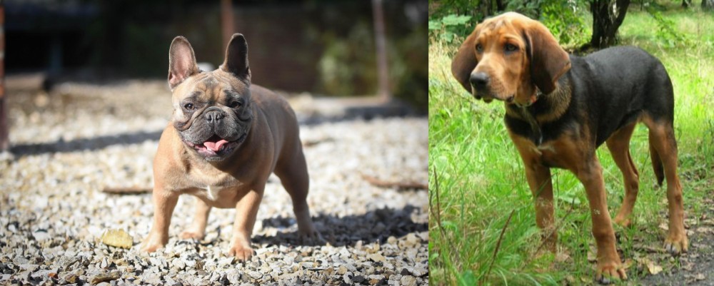Polish Hound vs French Bulldog - Breed Comparison