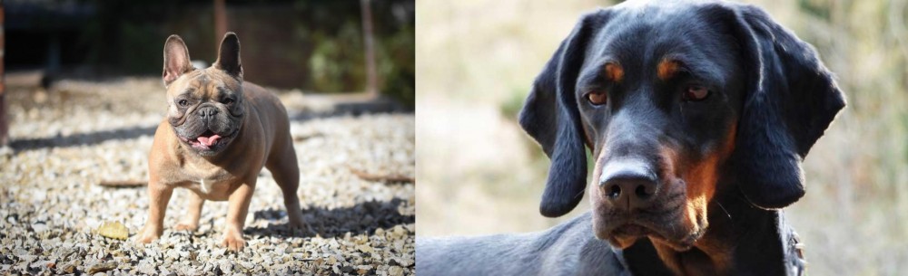 Polish Hunting Dog vs French Bulldog - Breed Comparison