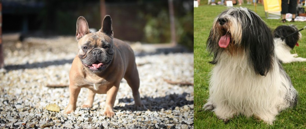 Polish Lowland Sheepdog vs French Bulldog - Breed Comparison