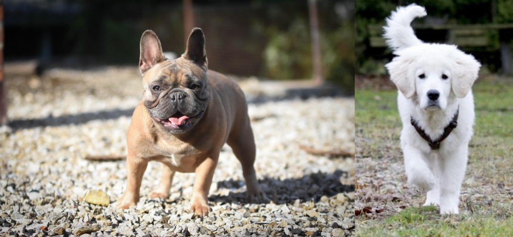 Polish Tatra Sheepdog vs French Bulldog - Breed Comparison