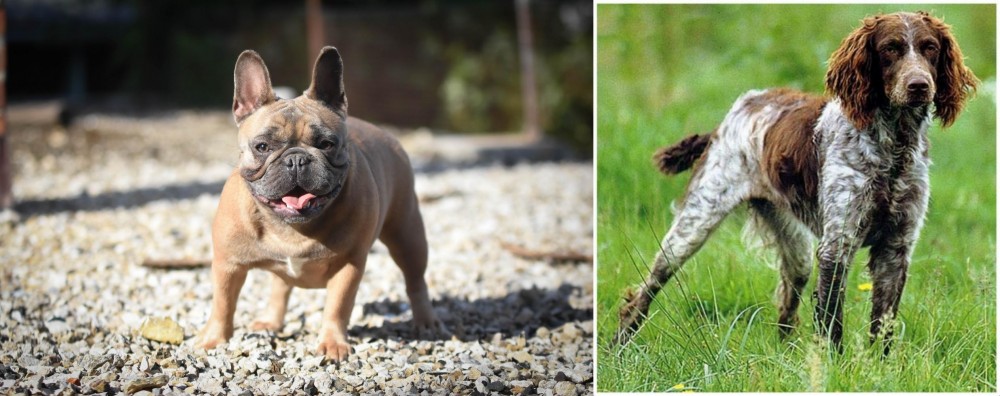 Pont-Audemer Spaniel vs French Bulldog - Breed Comparison